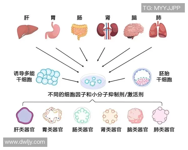 姚明牛黄解毒的神奇功效与现代医学结合的探索之路